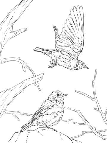 Western Bluebird Coloring Page